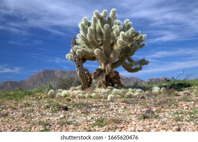ground level close up view of single cactus with background mountain making only a small impact on otherwise lightly clouded sky background