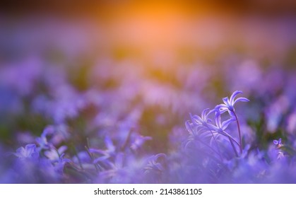 Bodenblumen in magischem Licht, kann auf unscharfem Hintergrund verwendet werden.