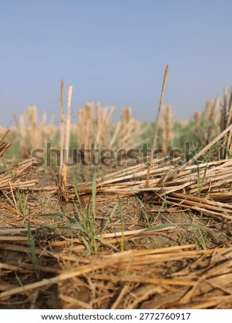 Ground level macro view of fresh green grass shoots sprouting through dry harvested rice or wheat stubble on sandy farmland with bokeh field and clear blue sky background, Punjab, Pakistan.