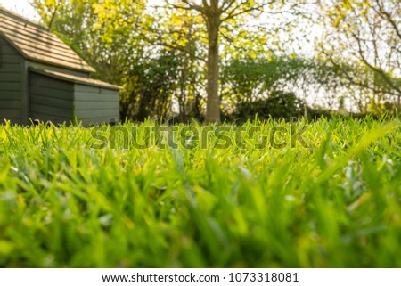 Ground level, shallow focus view of a well maintained private lawn shown with an out of focus, timber built chicken house in the background together with a small tree, taken in summer.