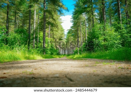 Ground level view of an empty footpath leading through a fir forest in East Anglia, UK.