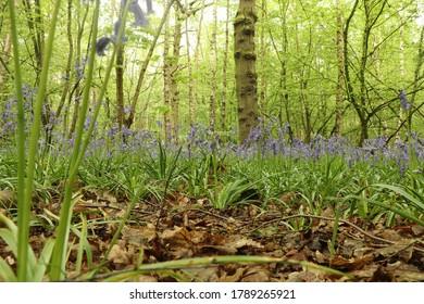 Ground Level View Of The Flora On The Forest Floor