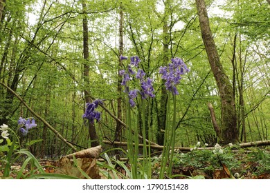 Ground Level View Of The Flora On The Forest Floor