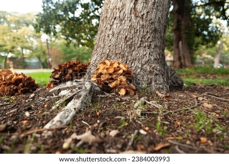 Ground level view of Podoscypha petalodes wood-rotting fungus also known as wine glass fungus and the ruffled paper fungus showing root rot on Oak Trees feeds on roots at the base of the tree. 