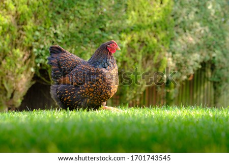 Ground level view of a show wining brown laced wyandotte chicken seen in part of a lush garden.