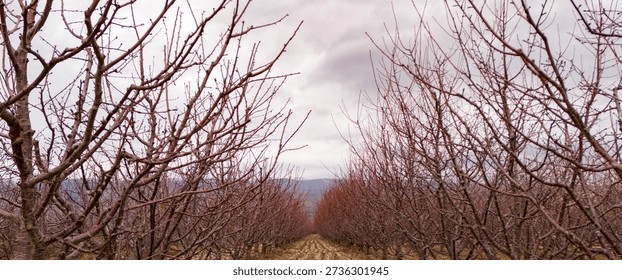 Ground level view through the bare branches of an orchard in winter showing the rows of dormant trees extending into the distance under a gray sky