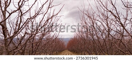 Ground level view through the bare branches of an orchard in winter showing the rows of dormant trees extending into the distance under a gray sky