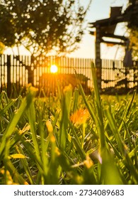 Ground level view through green grass blades illuminated by golden hour light, symbolizing fresh beginnings, natural rebirth and emotional calm in a quiet home garden