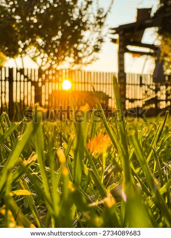 Ground level view through green grass blades illuminated by golden hour light, symbolizing fresh beginnings, natural rebirth and emotional calm in a quiet home garden
