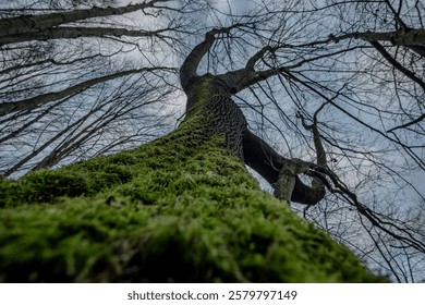 Ground level view of tree trunk abundantly covered in lush green moss, rising from forest floor. Natural bark texture with vibrant moss growth creating organic patterns.