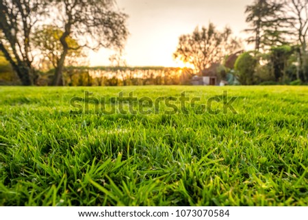 Ground level view of a well maintained and  recently cut lawn seen within a large garden just before sunset. Golden light is seen streaming in from a distant hedge in early summer.