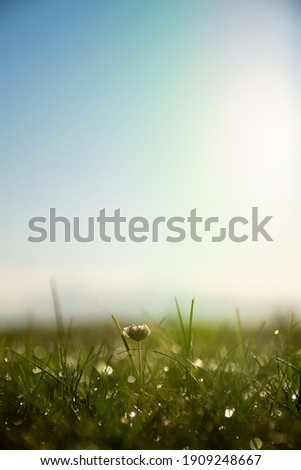 Similar – Image, Stock Photo Ground-level view through grasses of the evening sun setting over the water