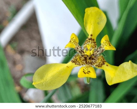 Similar – Image, Stock Photo Yellow Apostle Iris Flower Plant