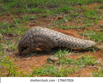 Ground Pangolin