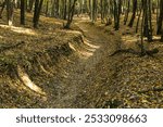 Ground path through a forest full of leaves on the ground during sunny day in autumn