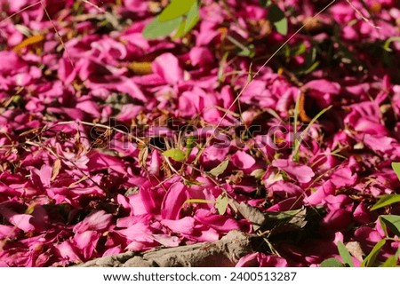 Ground rexture where pink camellia petals are scattered along with the fallen autumn leaves. Stock photo © 