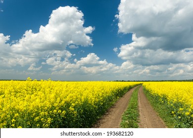 Ground Road In Rapeseed Yellow Flower Field