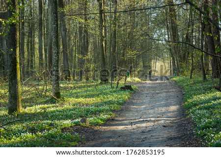 Ground road through the spring forest and white flowers
