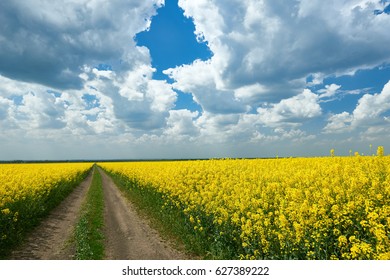 Ground Road In Yellow Flower Field, Beautiful Spring Landscape, Bright Sunny Day, Rapeseed