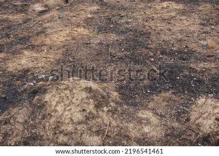 Ground scorched after the fire, close-up with the remains of burnt grass.
