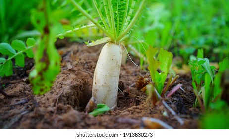 Ground shot of White Radish or Daikon in plantation with half in soil and half outside. Healthy ingredient plant closeup.