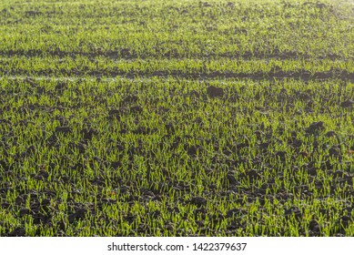 ground soil texture with tree roots and old vegetation leftovers. abstract background