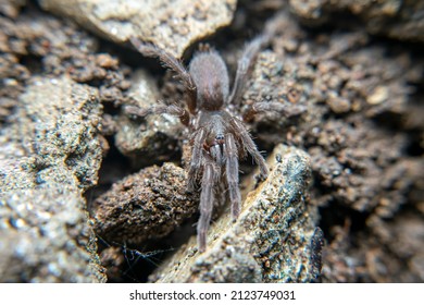 spider that lives in the ground