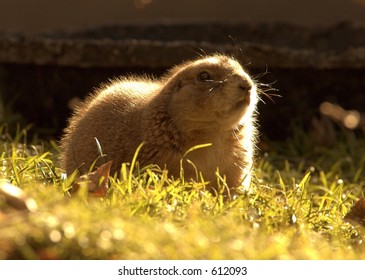 Ground Squirrel