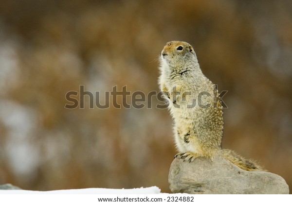 Ground Squirrel