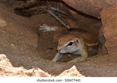 Ground Squirrel In Its Burrow