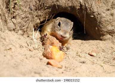 Ground Squirrel In Burrow