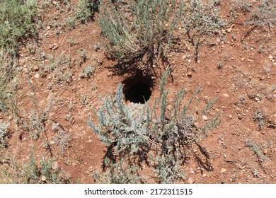 Ground Squirrel Burrow On The Bank Of The Aktobe Reservoir