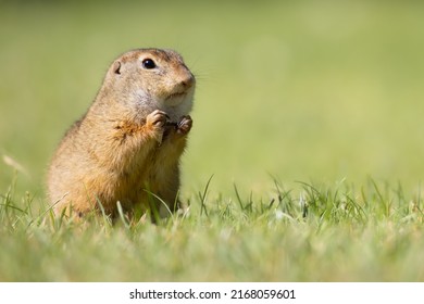 Ground Squirrel Chewing On Some Grain