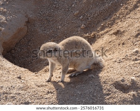 A ground squirrel in a desert setting, casting a shadow on the sandy terrain under the afternoon sun.
