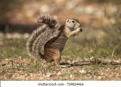 Ground Squirrel Eating With Hands Bushy Tail