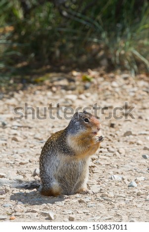 Neugierig schauendes Eichhörnchen