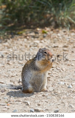 Similar – Neugierig schauendes Eichhörnchen