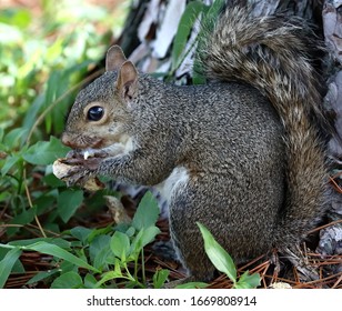 A Ground Squirrel Eating A Peanut.
Marmotini.