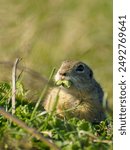 A ground squirrel eats grass