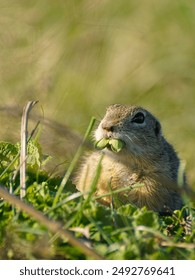 A ground squirrel eats grass