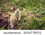 The ground squirrel eats grass leaves in the wild.
Cute gopher, squirrel, ground squirrel.
