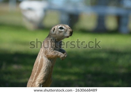 Ground squirrel facing away from camera