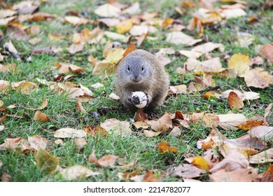 Ground Squirrel From Falcon Lake, MB, CA