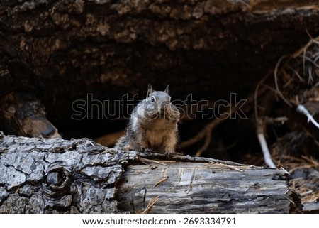 Ground squirrel with full cheeks