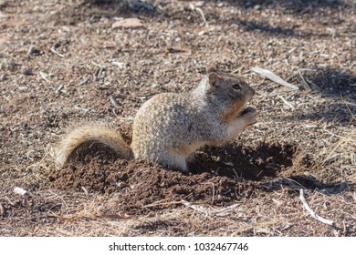 Ground Squirrel, Grand Canyon National Park, Arizona, USA - Powered by Shutterstock