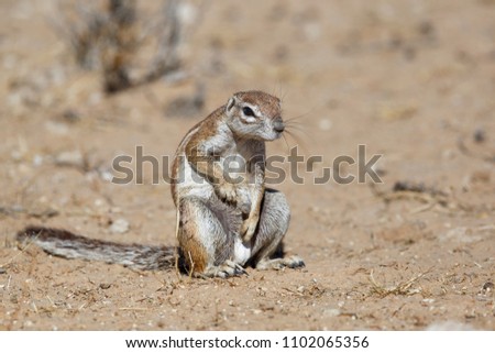 A ground squirrel a squirrel with itching in a certain place in Etosha National Park in Namibia