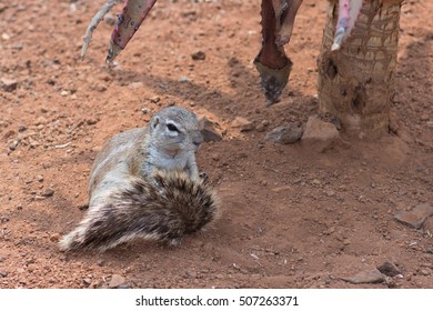 Ground Squirrel (Marmotini)