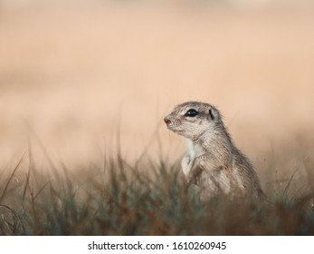 Ground Squirrel On A Low Angle
