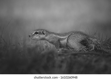 Ground Squirrel On A Low Angle
