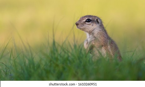 Ground Squirrel On A Low Angle
